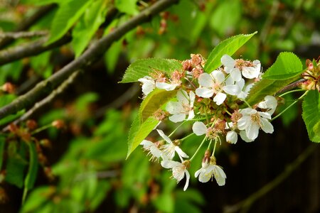 White flower white flowers blossoming cherry