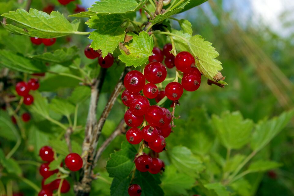 Healthy food garden