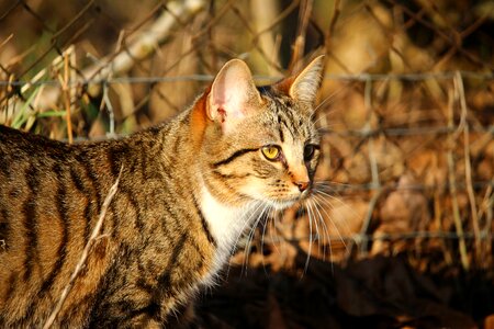 Mackerel young cat domestic cat