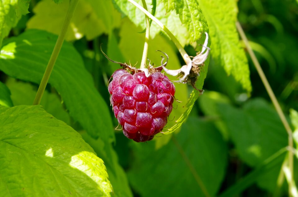 Garden dessert plant