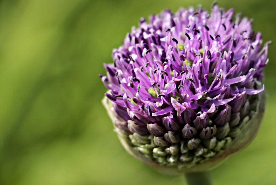 Blossom bloom purple