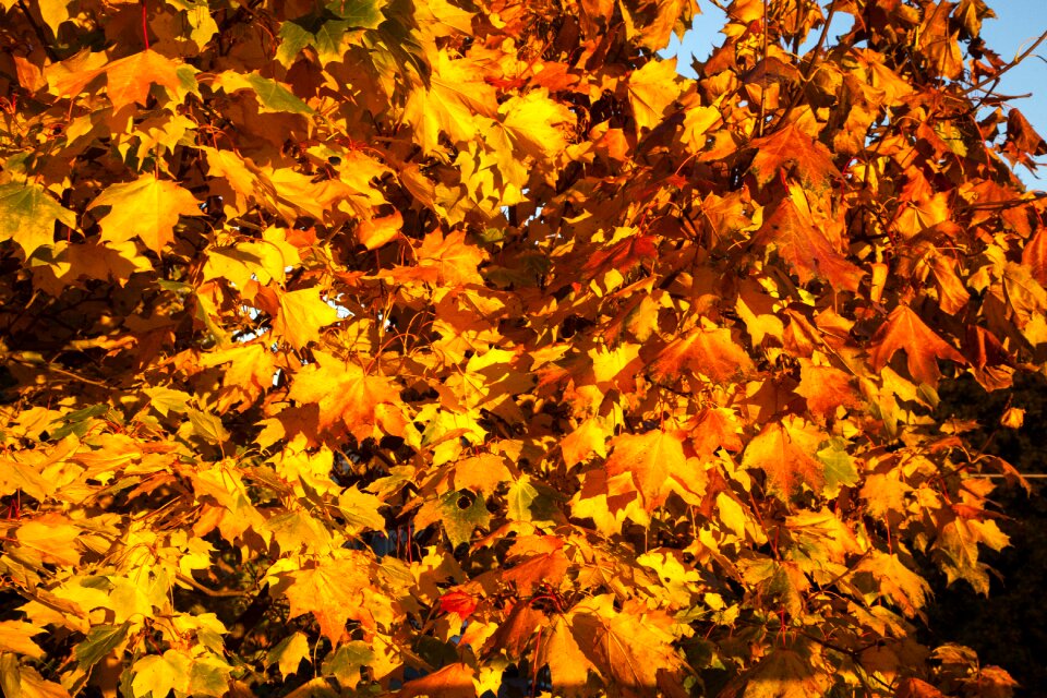 Yellow autumn season