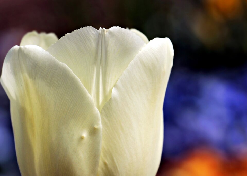 Bloom nature sunlight