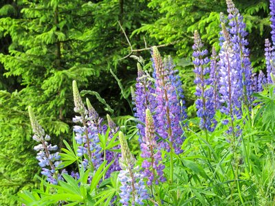 Lupins background forest photo