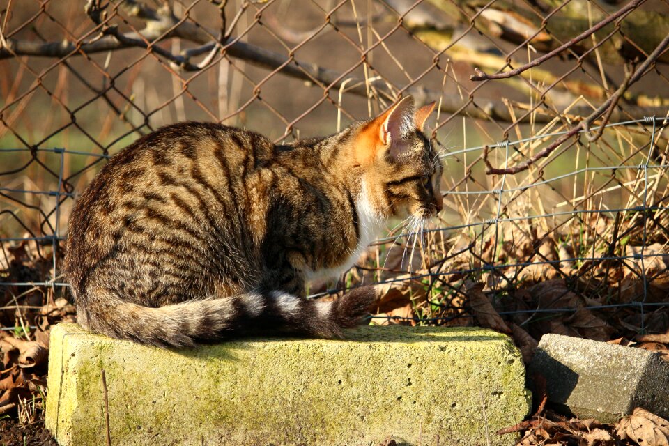 Mieze domestic cat young cat