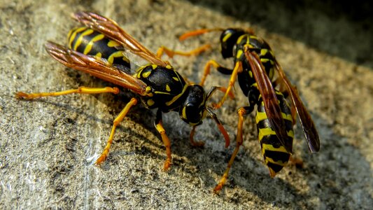 Insects insect french wasps