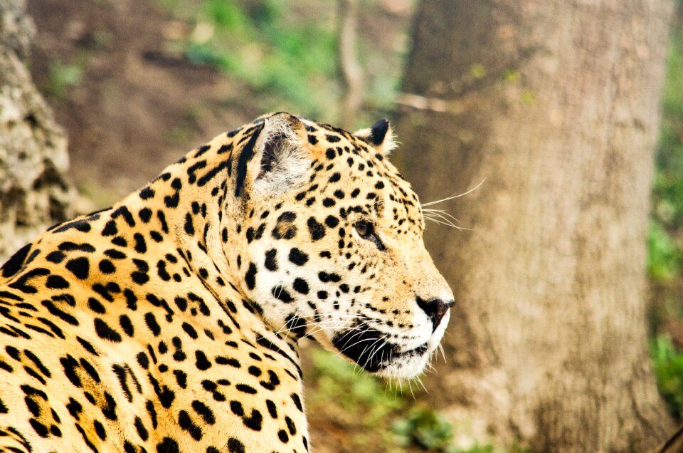 Stains zoo tiergarten
