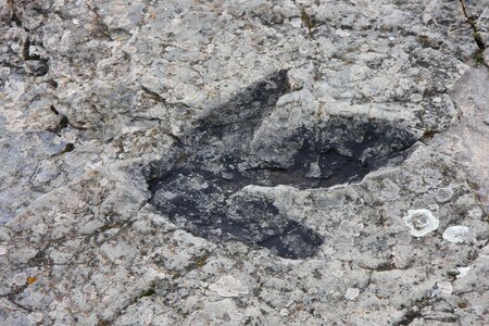 Soria fossil spain