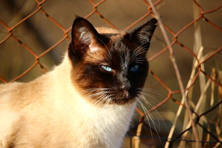 Siamese mieze breed cat photo