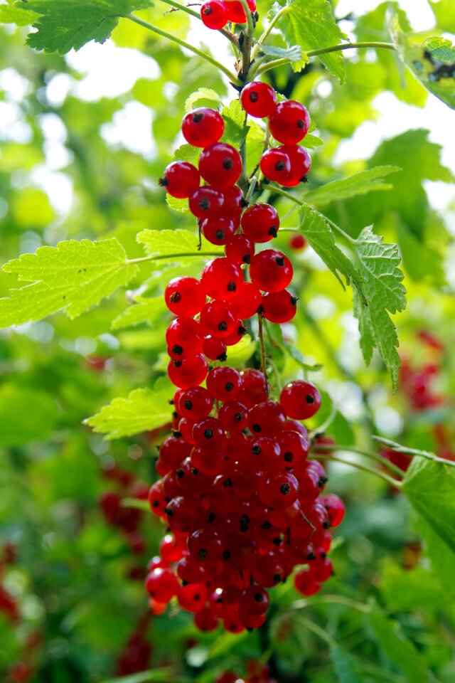 Fruit vitamins jam