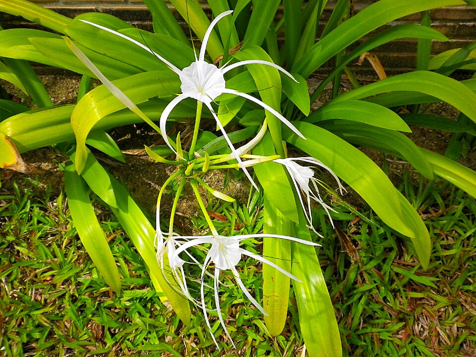 Spider lily white thailand