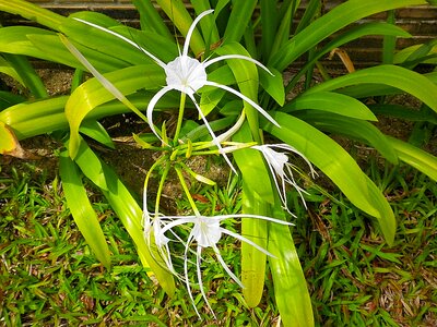 Spider lily white thailand