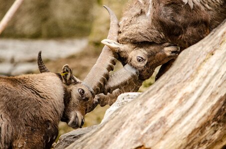Ungulate horns alpine
