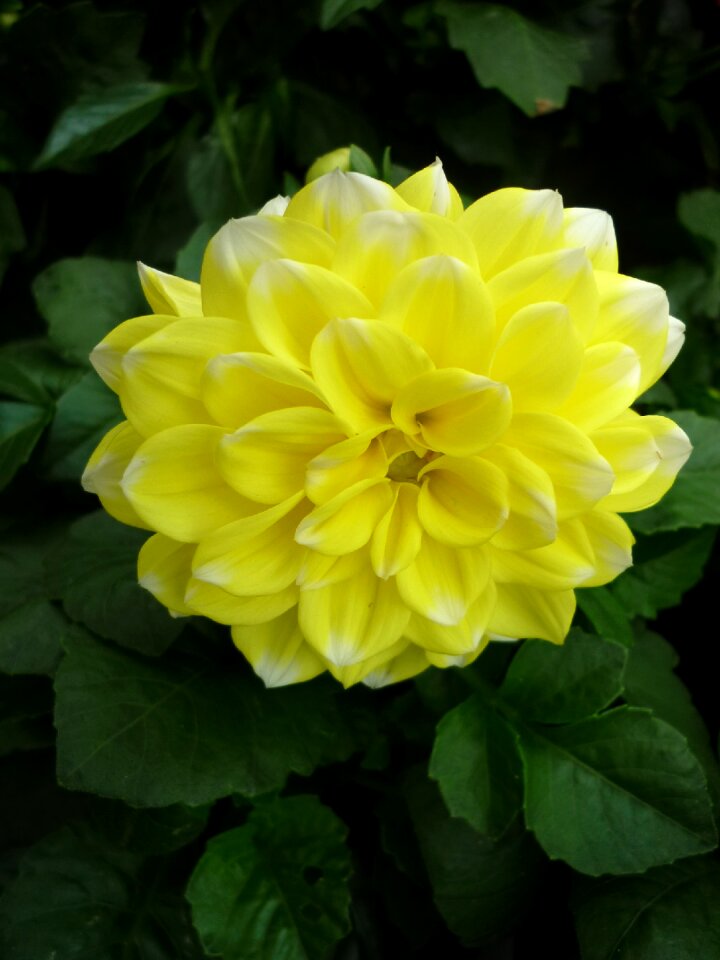 Flower ornamental plant popular