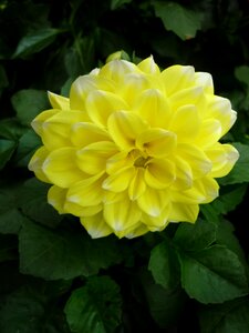 Flower ornamental plant popular
