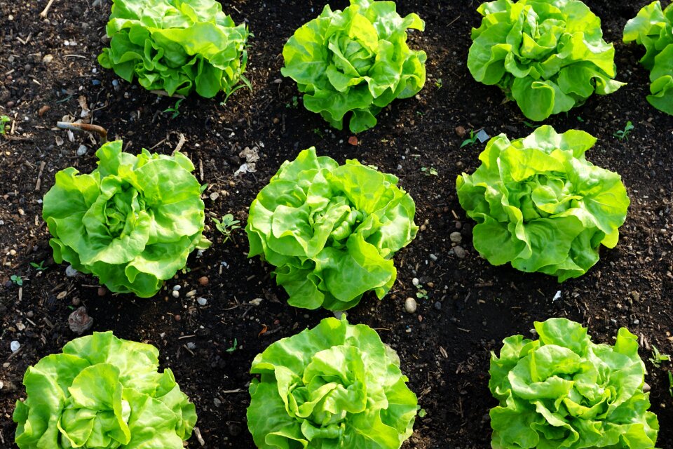 Vitamin eat fresh