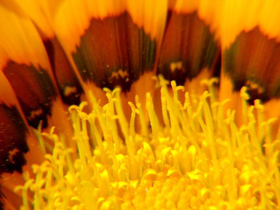 Pollen yellow flower