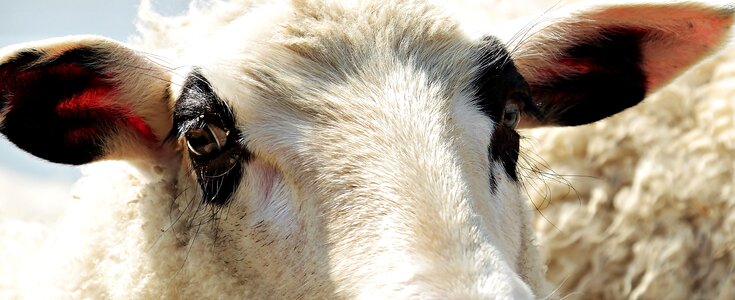 Wool pasture nature