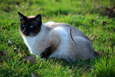 Siamese cat breed cat mieze photo