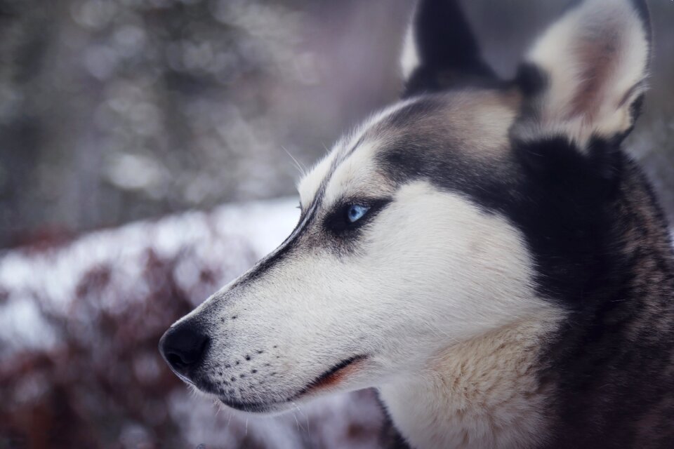 Husky pet siberian husky photo