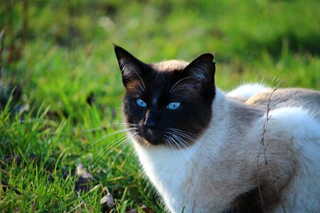 Breed cat siamese cat mieze photo