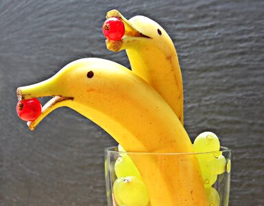 Dolphins fruit set