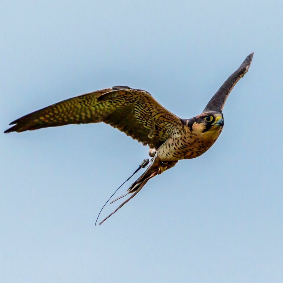 Falcon bird lanner