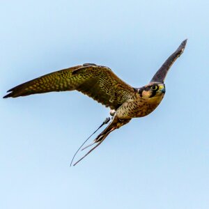 Falcon bird lanner photo