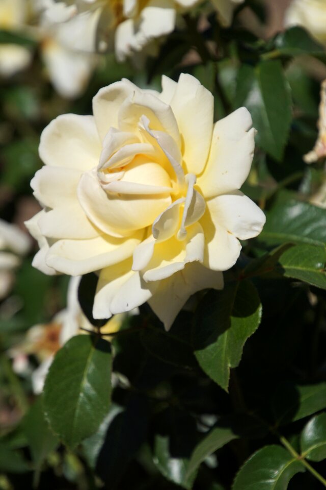Yellow bright yellow white