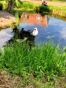 Swan Pond, Marken, Noord-Holland, Nederland 