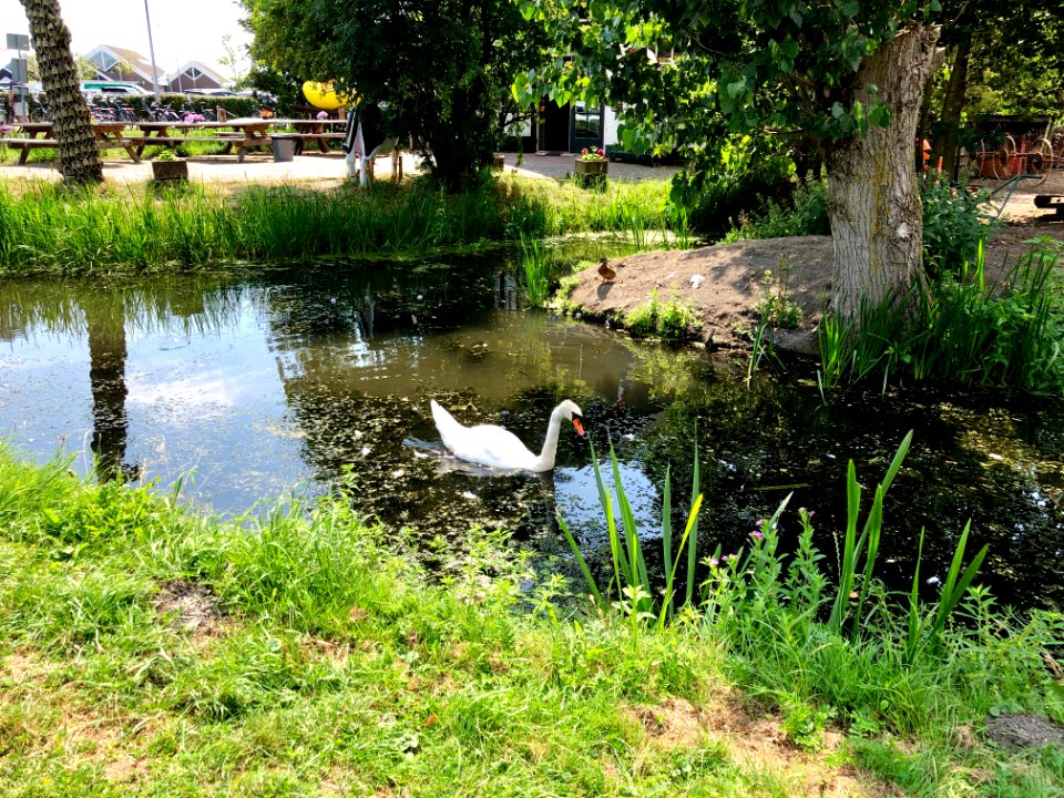 Swan Pond, Marken, Noord-Holland, Nederland 