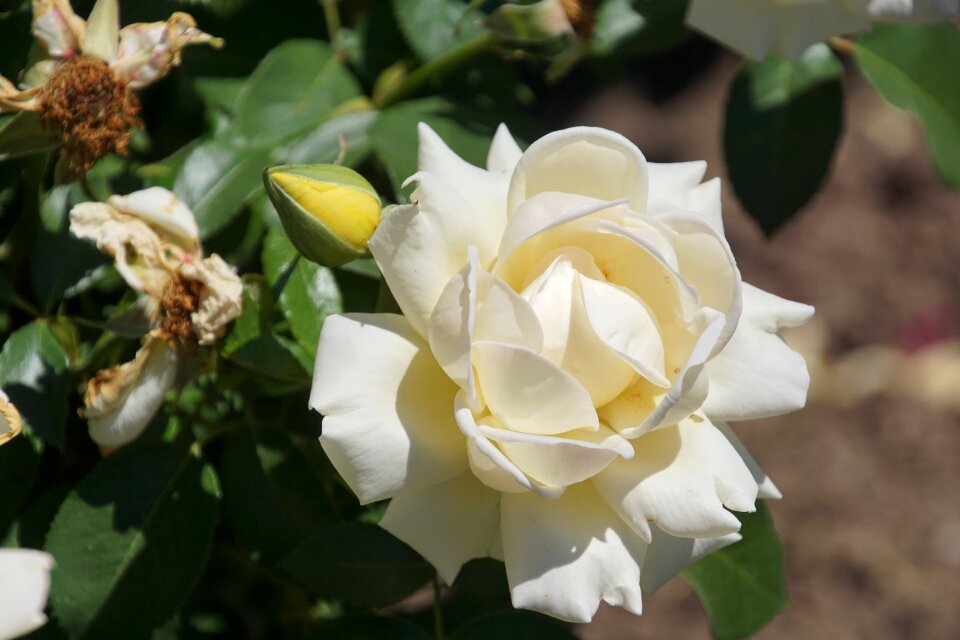 Yellow bright yellow white