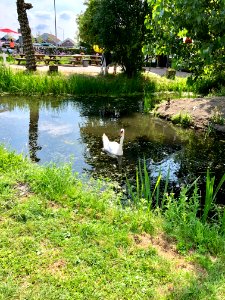 Swan Pond, Marken, Noord-Holland, Nederland 