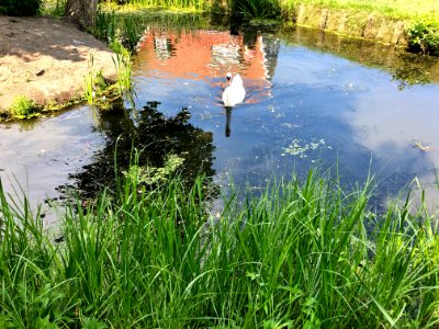Swan Pond, Marken, Noord-Holland, Nederland 