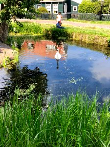 Swan Pond, Marken, Noord-Holland, Nederland 