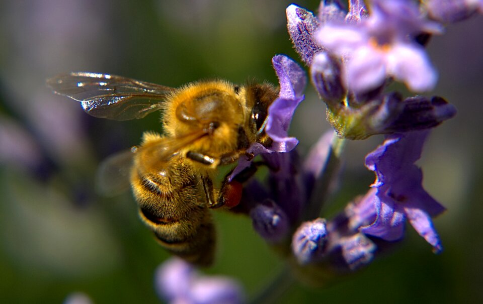 Macro insect nature