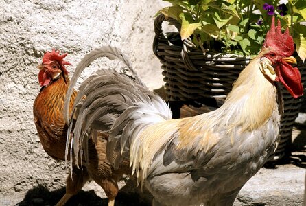 Poultry gockel chickens