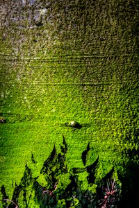 Forest tree nature