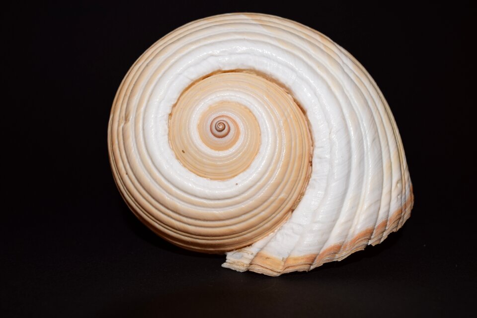 Casing maritime macro