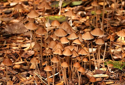 Nature moist mushroom photo