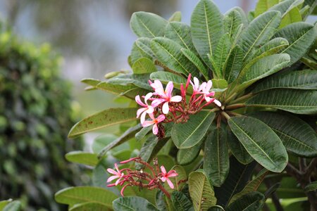 Flowers leaves garden