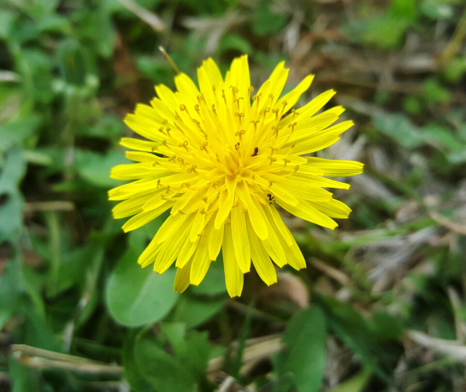Bloom yellow flowers yellow