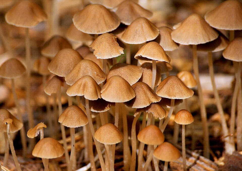 Nature moist morsch