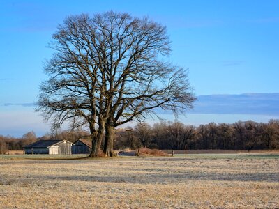 Nature field meadow photo