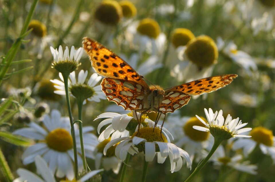 Nature orange wings