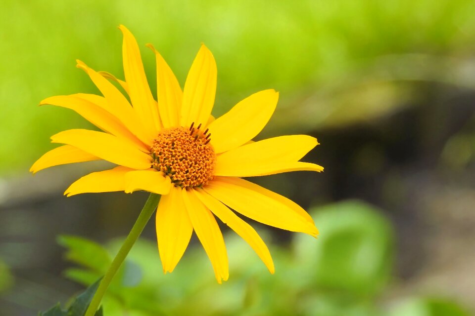 Yellow garden plant garden