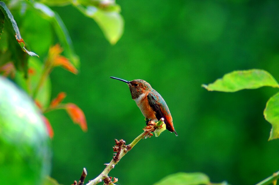 Bird hummingbird colorful