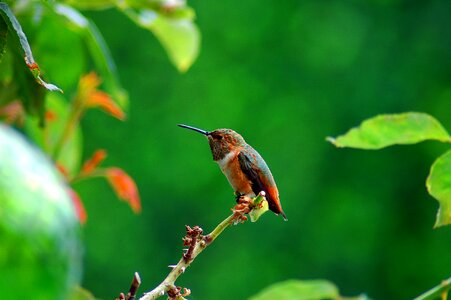 Bird hummingbird colorful