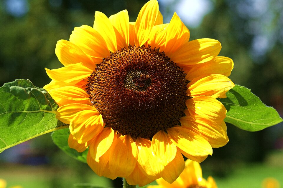 Bloom flower summer