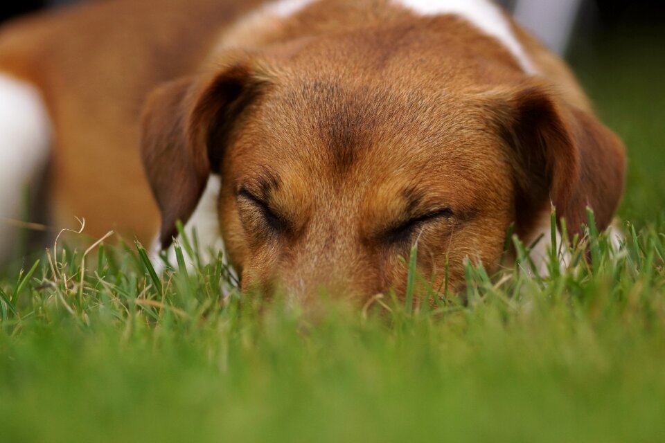 Sleep pet jack russel